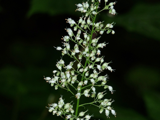 {Heuchera villosa}